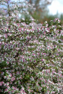 Sommerens farvel Aster lateriflorus 'Horizontalis' 5-10 potte P9 Aster lateriflorus 'Horizontalis'