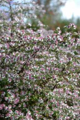 Sommerens farvel Aster lateriflorus 'Horizontalis' 5-10 potte P9