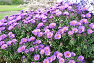 Nyengelsk asters Aster novae-angliae 'Purple Dome' 5-10 potte P9 Aster novae-angliae 'Purple Dome'