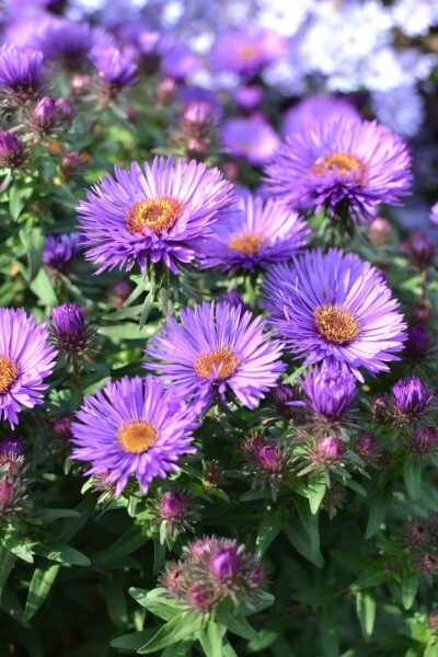 Nyengelsk asters Aster novae-angliae 'Purple Dome' 5-10 potte P9 Aster novae-angliae 'Purple Dome'