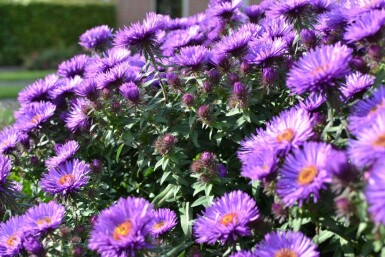 Nyengelsk asters Aster novae-angliae 'Purple Dome' 5-10 potte P9 Aster novae-angliae 'Purple Dome'