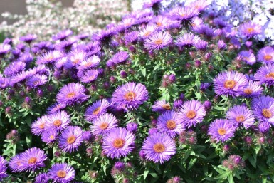 Nyengelsk asters Aster novae-angliae 'Purple Dome' 5-10 potte P9 Aster novae-angliae 'Purple Dome'