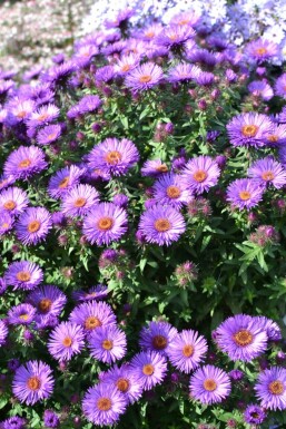 Nyengelsk asters Aster novae-angliae 'Purple Dome' 5-10 potte P9 Aster novae-angliae 'Purple Dome'