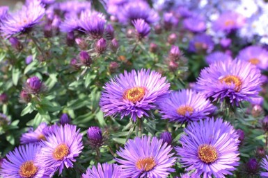 Nyengelsk asters Aster novae-angliae 'Purple Dome' 5-10 potte P9 Aster novae-angliae 'Purple Dome'