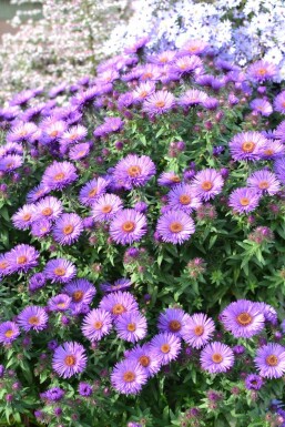 Nyengelsk asters Aster novae-angliae 'Purple Dome' 5-10 potte P9 Aster novae-angliae 'Purple Dome'