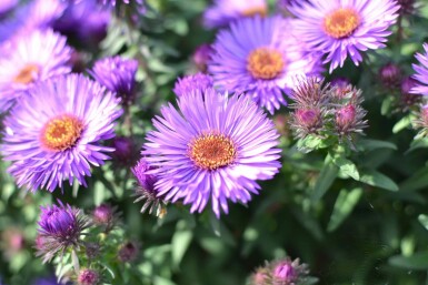 Nyengelsk asters Aster novae-angliae 'Purple Dome' 5-10 potte P9 Aster novae-angliae 'Purple Dome'