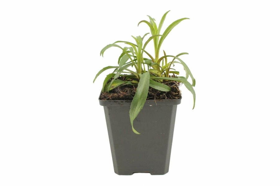 Nybelgisk asters Aster novi-belgii 'Marie Ballard' 5-10 potte P9 Aster novi-belgii 'Marie Ballard'