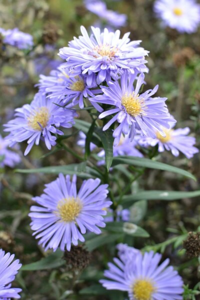 Nybelgisk asters Aster novi-belgii 'Marie Ballard' 5-10 potte P9 Aster novi-belgii 'Marie Ballard'