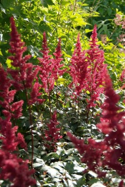 Hybridastilbe Astilbe × arendsii 'Fanal' 5-10 potte P9