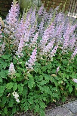 Kinesisk Astilbe Astilbe chinensis 'Pumila' 5-10 potte P9 Astilbe chinensis 'Pumila'