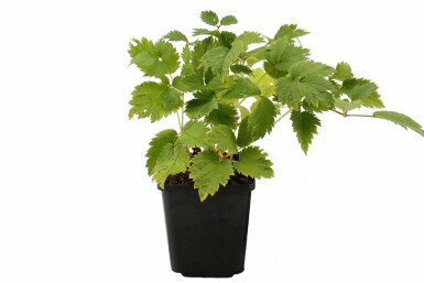 Kinesisk Astilbe Astilbe chinensis 'Pumila' 5-10 potte P9 Astilbe chinensis 'Pumila'