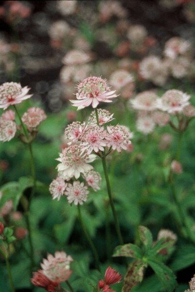 Stor stjerneskærm Astrantia major 5-10 potte P9 Astrantia major