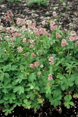 Stor stjerneskærm Astrantia major 5-10 potte P9 Astrantia major
