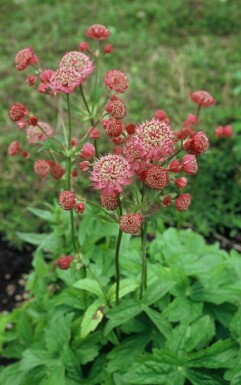 Stor stjerneskærm Astrantia major 'Lars' 5-10 potte P9 Astrantia major 'Lars'