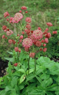 Stor stjerneskærm Astrantia major 'Lars' 5-10 potte P9