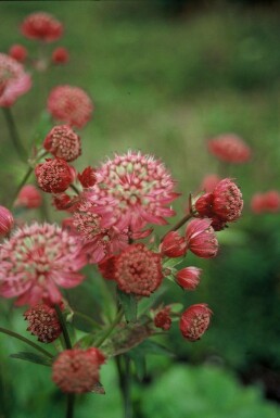 Stor stjerneskærm Astrantia major 'Lars' 5-10 potte P9 Astrantia major 'Lars'