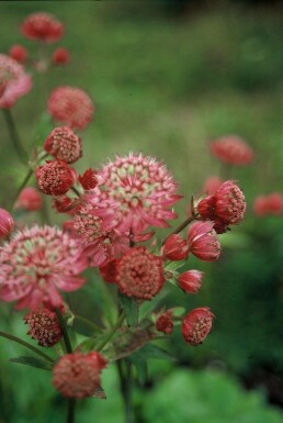 Stor stjerneskærm Astrantia major 'Lars' 5-10 potte P9