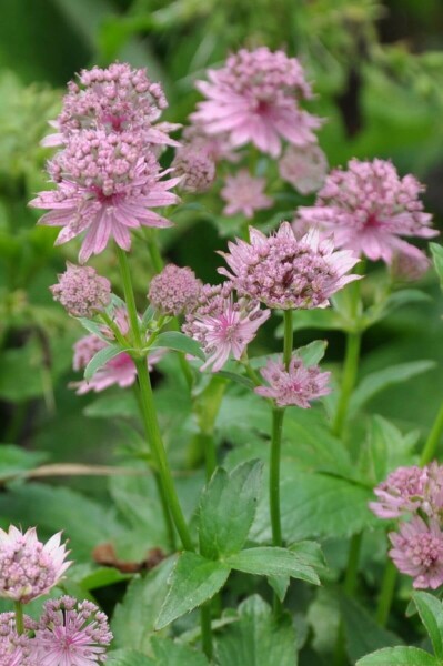 Stor stjerneskærm Astrantia major 'Pink Pride' 5-10 potte P9 Astrantia major 'Pink Pride'