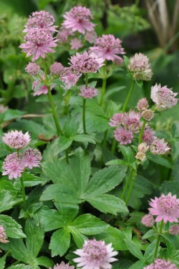 Stor stjerneskærm Astrantia major 'Pink Pride' 5-10 potte P9 Astrantia major 'Pink Pride'