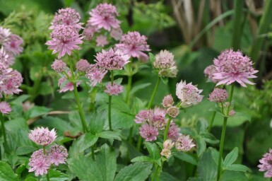 Stor stjerneskærm Astrantia major 'Pink Pride' 5-10 potte P9 Astrantia major 'Pink Pride'