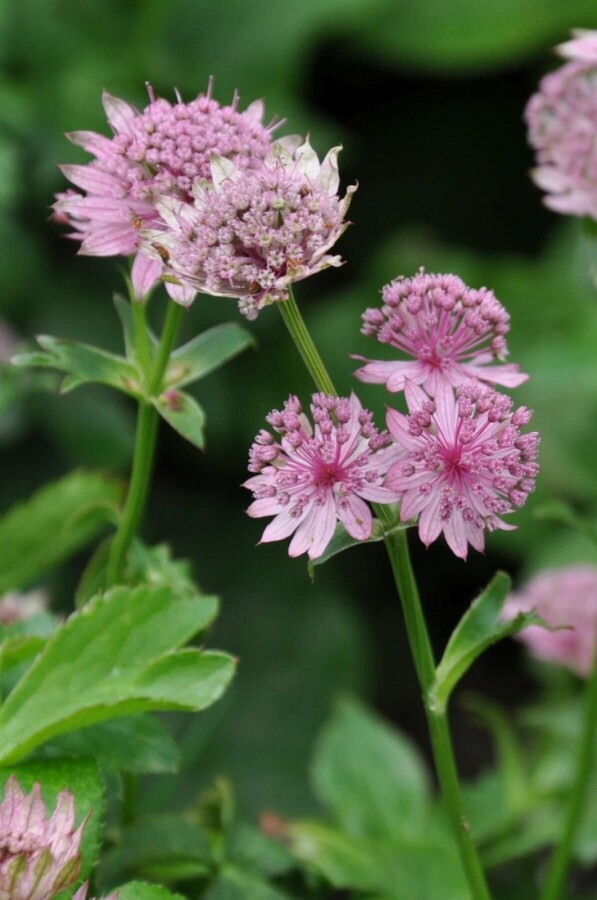 Stor stjerneskærm Astrantia major 'Pink Pride' 5-10 potte P9 Astrantia major 'Pink Pride'
