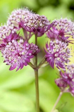 Stor stjerneskærm Astrantia major 'Primadonna' 5-10 potte P9