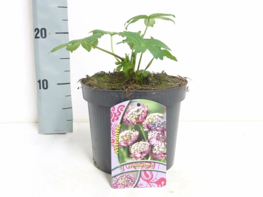 Stor stjerneskærm Astrantia major 'Primadonna' 5-10 potte P9 Astrantia major 'Primadonna'