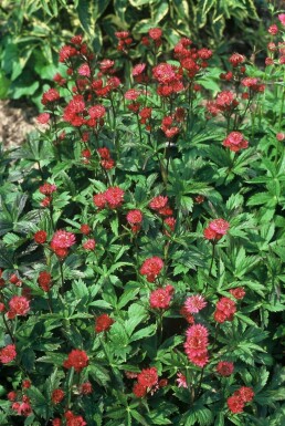 Stor stjerneskærm Astrantia major 'Ruby Wedding' 5-10 potte P9 Astrantia major 'Ruby Wedding'