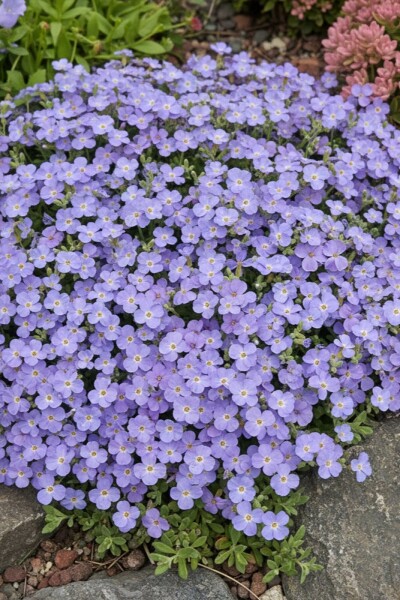 Blåpude Aubrieta 'Cascade Blue' 5-10 potte P9 Aubrieta 'Cascade Blue'