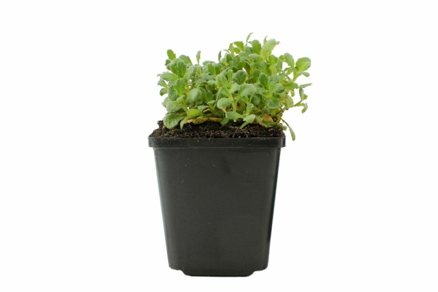 Blåpude Aubrieta 'Cascade Blue' 5-10 potte P9 Aubrieta 'Cascade Blue'