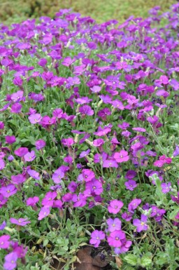 Blåpude Aubrieta 'Cascade Purple' 5-10 potte P9 Aubrieta 'Cascade Purple'