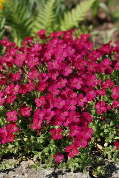 Blåpude Aubrieta 'Cascade Red' 5-10 potte P9 Aubrieta 'Cascade Red'