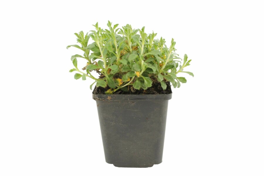 Blåpude Aubrieta 'Cascade Red' 5-10 potte P9 Aubrieta 'Cascade Red'