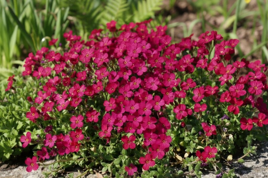 Blåpude Aubrieta 'Cascade Red' 5-10 potte P9 Aubrieta 'Cascade Red'