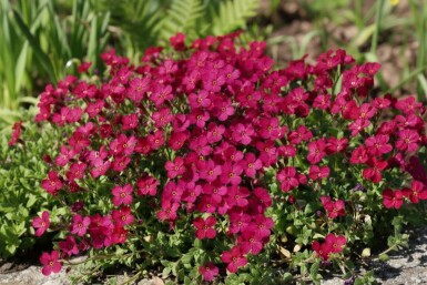 Blåpude Aubrieta 'Cascade Red' 5-10 potte P9 Aubrieta 'Cascade Red'