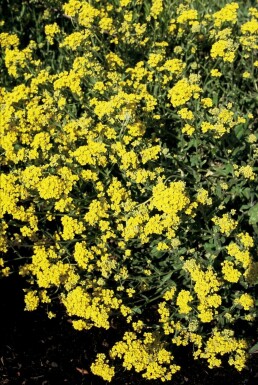 Guldslør Aurinia saxatilis 5-10 potte P9 Aurinia saxatilis