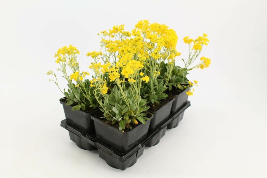 Guldslør Aurinia saxatilis 5-10 potte P9 Aurinia saxatilis