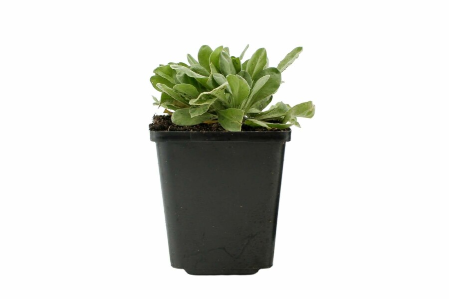 Guldslør Aurinia saxatilis 5-10 potte P9 Aurinia saxatilis