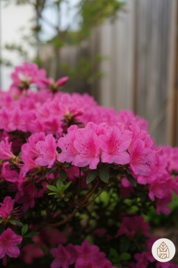 Azalea japonica 'Kermesina' busk 20-30 cm