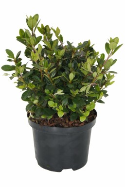 Japansk Azalea Azalea japonica 'Moederkensdag' busk 20-30 potte C2