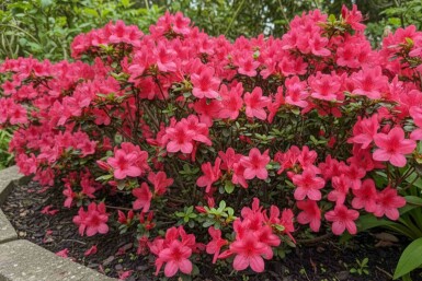 Azalea japonica 'Moederkensdag' busk 20-30 cm