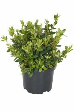 Japansk Azalea Azalea japonica 'Pleasant White' busk 20-30 potte C2