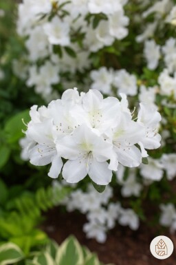 Azalea japonica 'Pleasant White' busk 20-30 cm