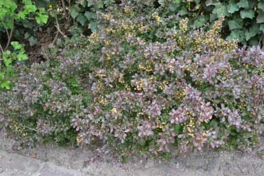 Hvid potentil Berberis thunbergii 'Atropurpurea Nana' busk 30-40 potte C3