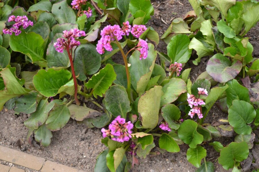 Hjertekæmpestenbræk Bergenia cordifolia 5-10 potte P9 Bergenia cordifolia