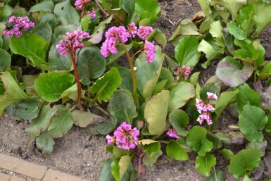 Hjertekæmpestenbræk Bergenia cordifolia 5-10 potte P9 Bergenia cordifolia