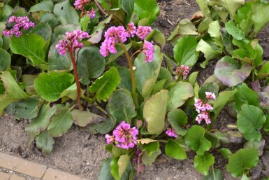 Hjertekæmpestenbræk Bergenia cordifolia 5-10 potte P9