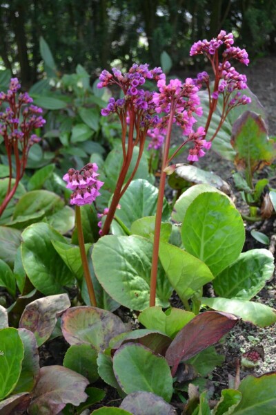 Hjertekæmpestenbræk Bergenia cordifolia 5-10 potte P9 Bergenia cordifolia