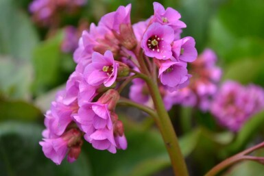 Hjertekæmpestenbræk Bergenia cordifolia 5-10 potte P9 Bergenia cordifolia