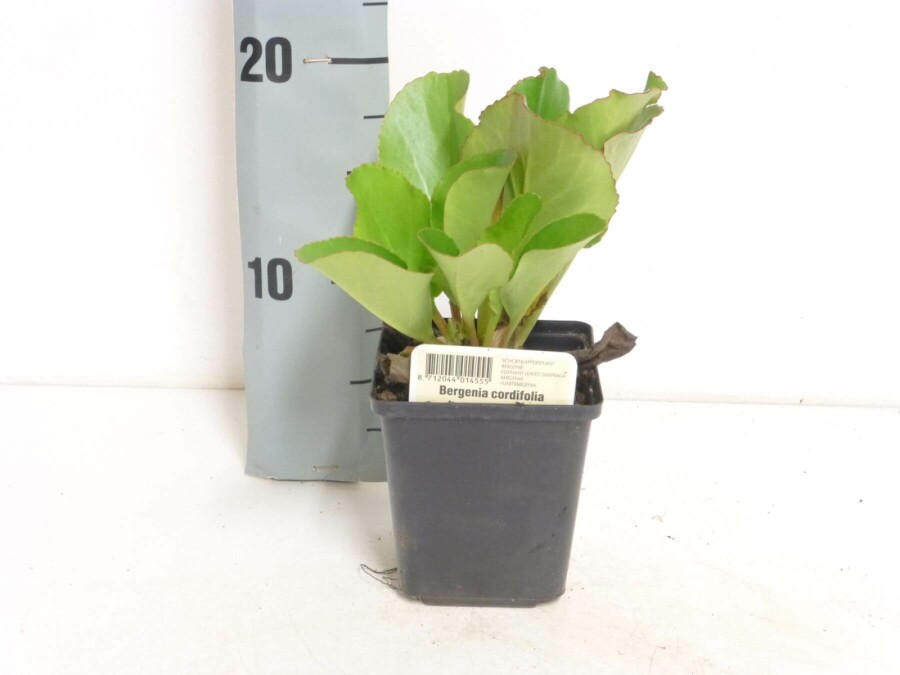 Hjertekæmpestenbræk Bergenia cordifolia 5-10 potte P9 Bergenia cordifolia